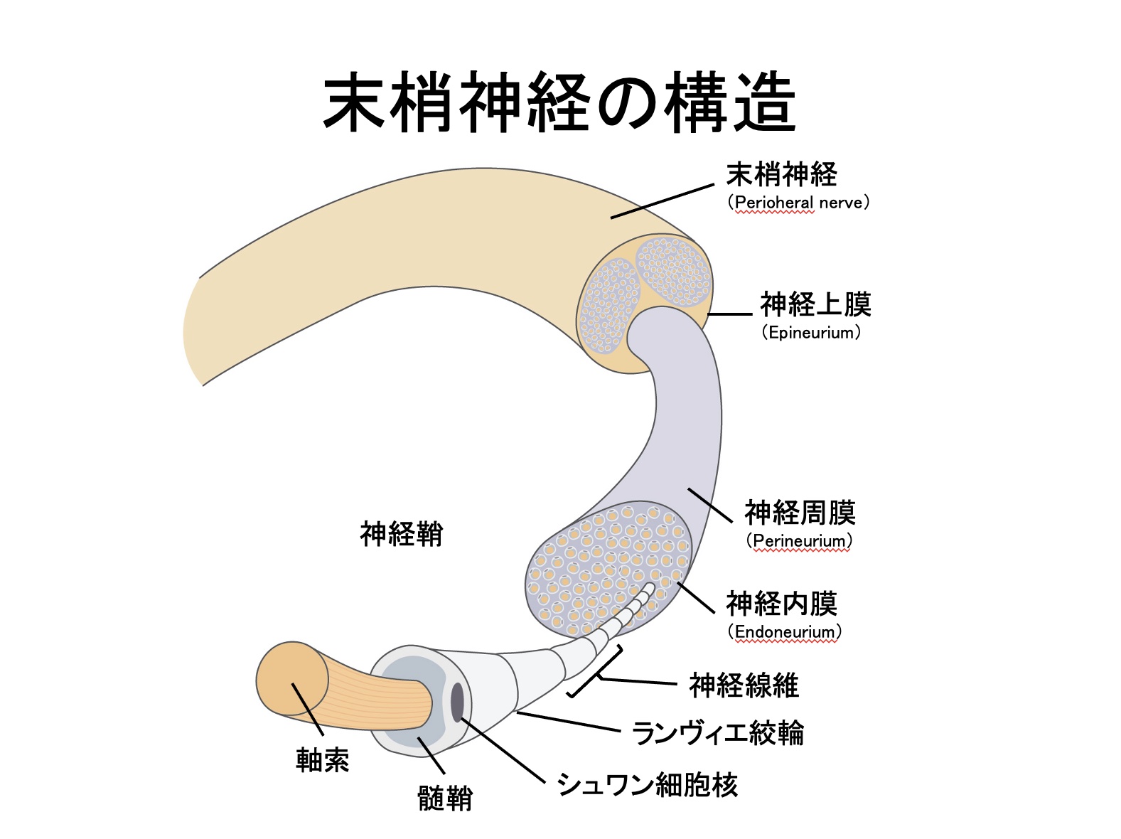 獣医神経病学会オンラインプログラム